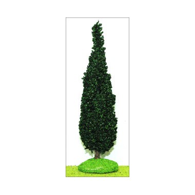Cyprès d'Italie 150 mm Cyprès d'Italie 150 mm