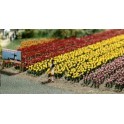 Tulipes