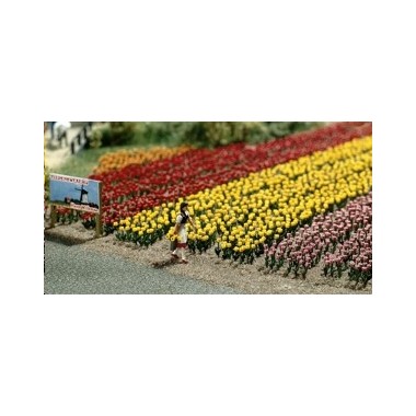 Tulipes