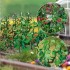 Concombres et tomates