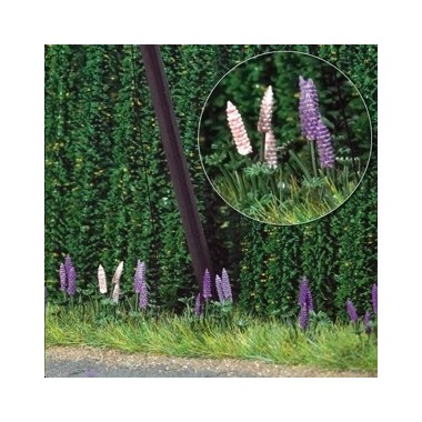 Lupins sauvages