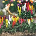 Lupins  de jardin