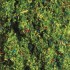 Flocage prairie fleurie, 120 grs