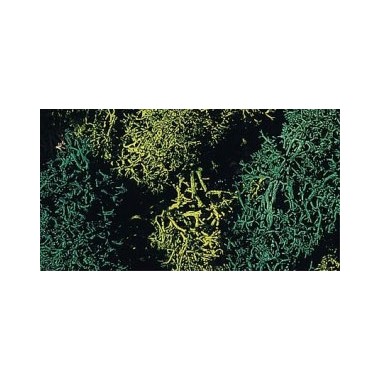Lichens coloris vert 80 grs