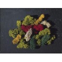Lichens coloris assortis 80 grs