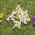 Fleurs blanches, 100 pièces