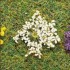 Fleurs blanches, 100 pièces