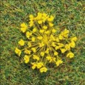 Fleurs jaunes, 100 pièces