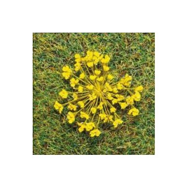 Fleurs jaunes, 100 pièces