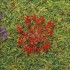 Fleurs rouges, 100 pièces
