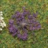 Fleurs lilas, 100 pièces