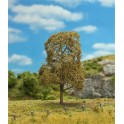 Tilleul en automne, 160 mm