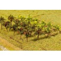Arbres fruitiers, 12 pièces