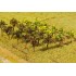 Arbres fruitiers, 12 pièces