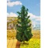 Sapin 210 mm