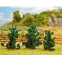 Sapins 50-70 mm