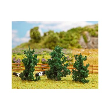 Sapins 50-70 mm