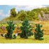 Sapins 50-70 mm