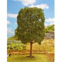 Marronnier 200 mm