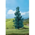 Sapins bleus 50 à 70 mm