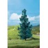 Sapins bleus 50 à 70 mm