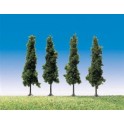 Peupliers noirs 120 mm