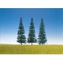 Sapins bleus 50 à 70 mm