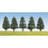 Sapins 50 mm