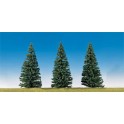 Sapins nordiques, 150mm