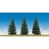 Sapins nordiques, 150mm