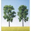 Arbres bordure de routes