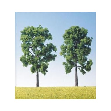 Arbres bordure de routes