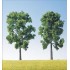 Arbres bordure de routes