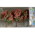 Arbres fruitiers 60 mm