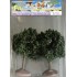 Acacias boules 70 mm
