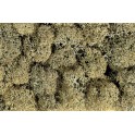 Lichens gris, 35 g. 