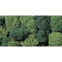 Lichens vert clair, 35 g.