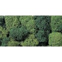 Lichens vert clair, 35 g.