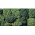 Lichens vert clair, 35 g.