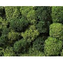 Lichens verts XL, 75 g. 