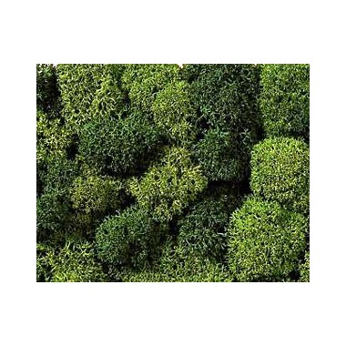 Lichens verts XL, 75 g. 
