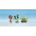 Plantes ornementales en pots