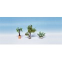 Plantes ornementales en pots