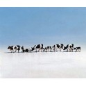 Figurines Vaches