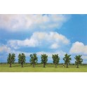 Arbres fruitiers verts