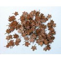 Feuilles de platane couleur automne