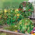 Concombres et tomates