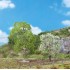 Cerisiers sauvages, 85 - 120 mm