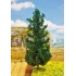 Sapin 210 mm
