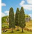 Cyprès des marais 180 mm